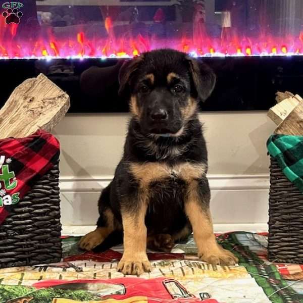 Donner, German Shepherd Puppy